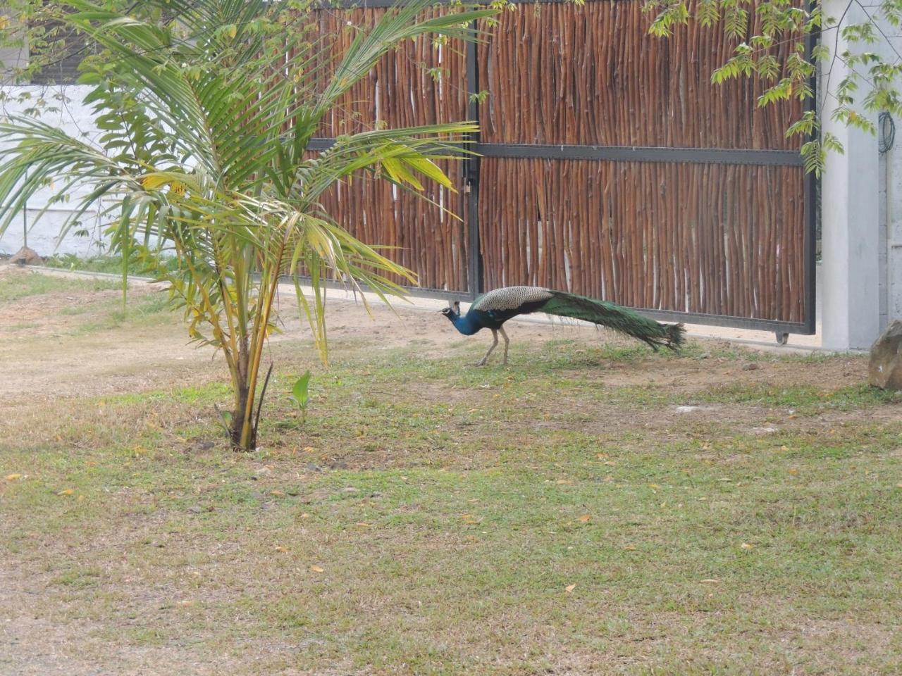 Ma Villa Unawatuna (Adults Only) Dış mekan fotoğraf
